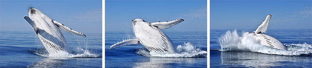 Whale Breaching Gold Coast