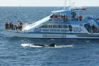 Whale Watching Cruises